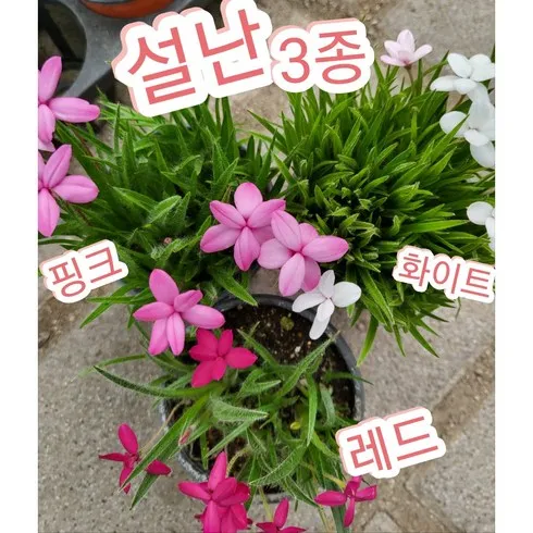 설란 성공으로 이끄는