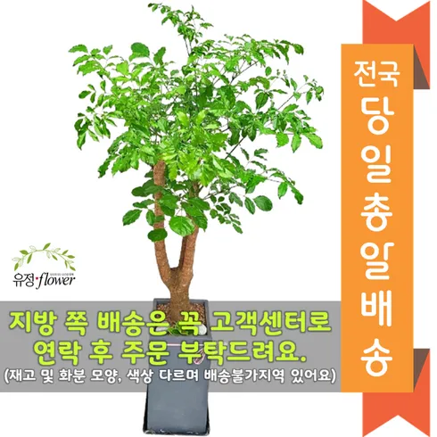 개업축하꽃다발 당신이 궁금해한 모든 것